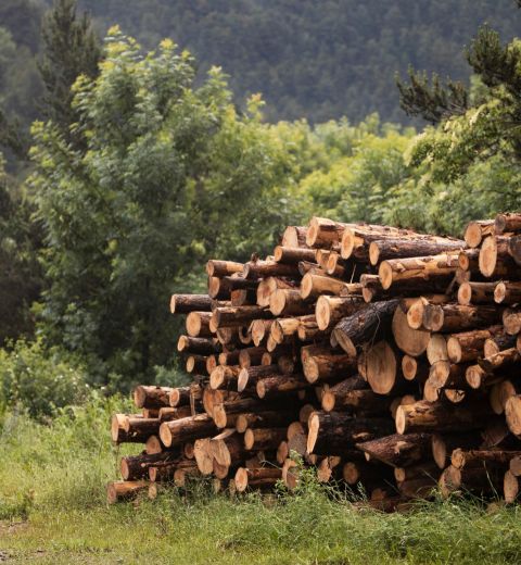 Brennholz Wetterau und Main-Kinzig-Kreis